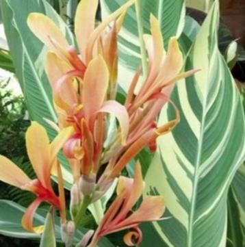 Canna Stutgart  beschikbaar voor biedingen