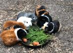 gratis een Goede thuis voor cavia’s, Cavia