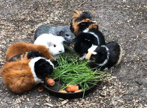 gratis een Goede thuis voor cavia’s, Dieren en Toebehoren, Knaagdieren, Cavia