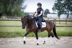 Dressuurpony, Dieren en Toebehoren, Pony's, Ruin, Dressuurpony, 3 tot 6 jaar, L