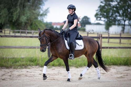 Dressuurpony, Dieren en Toebehoren, Pony's, Ruin, L, D pony (1.37m tot 1.48m), Dressuurpony, 3 tot 6 jaar