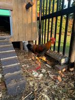 haan, Dieren en Toebehoren, Pluimvee, Mannelijk, Kip