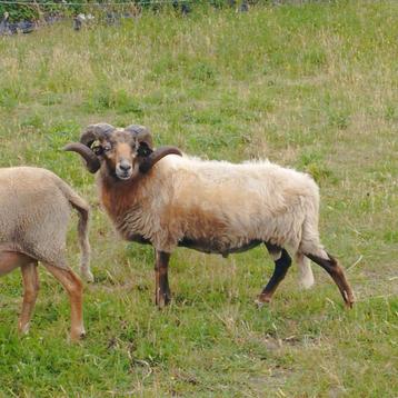 dekram Drents heideschaap