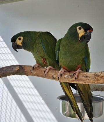 Couple Ara Maracana  beschikbaar voor biedingen
