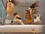 Portugese harlekijn kanaries, Dieren en Toebehoren, Vogels | Kanaries