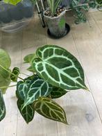 Anthurium Hybride Cristallinum x Silver Blush, Huis en Inrichting, Kamerplanten, Ophalen of Verzenden