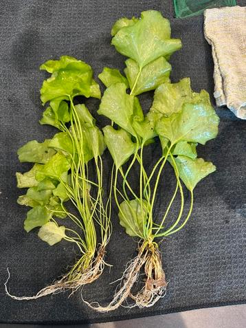 Aquarium plant 3€ beschikbaar voor biedingen