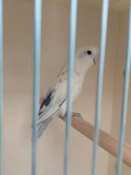 Agapornis roseicollie pop bewezen, Dieren en Toebehoren, Geringd
