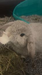 Minilop konijntje, Dieren en Toebehoren, Konijnen