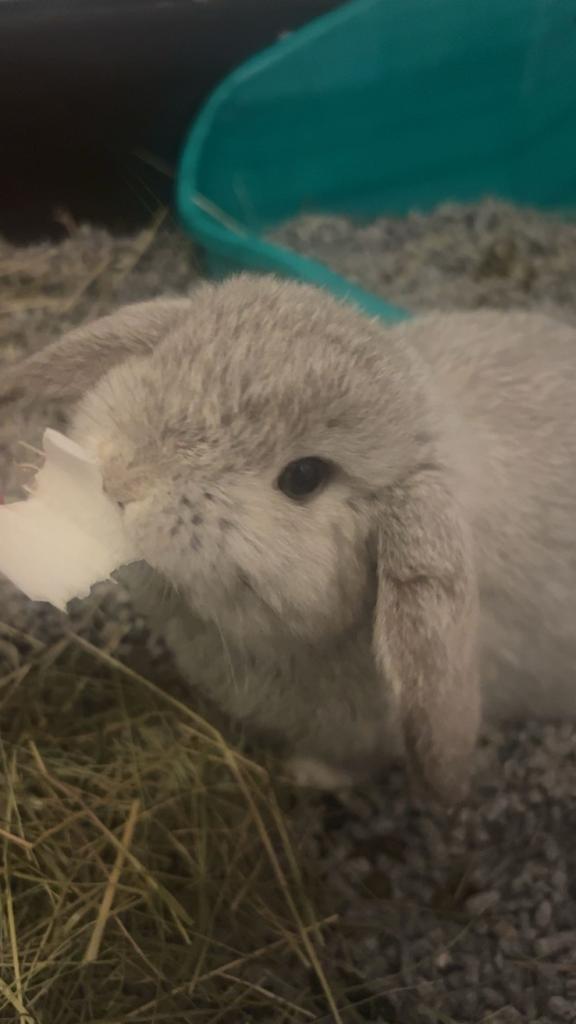 Minilop konijntje, Dieren en Toebehoren, Konijnen