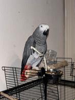 Gris du gabon, Animaux & Accessoires, Oiseaux | Perruches & Perroquets, Sexe inconnu, Perroquet, Parleur