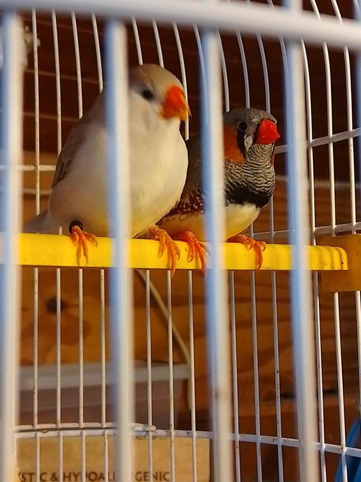 ONVERWANT KWEEKRIJP KOPPELTJE ZEBRAVINKJES van 2025 geringd, Dieren en Toebehoren, Vogels | Overige Vogels, Tropenvogel, Meerdere dieren