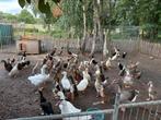 Loop & rouen eenden te koop, Dieren en Toebehoren