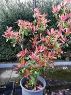 Photinia red robin, Jardin & Terrasse, Plantes | Arbustes & Haies, 100 à 250 cm, Enlèvement ou Envoi, Autres espèces, Arbuste