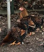 Wyandotte krielen, Dieren en Toebehoren, Pluimvee, Meerdere dieren, Kip