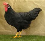 Leghorn (Livorno) kippen, Femelle, Poule ou poulet