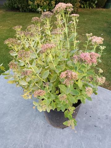Sedum Herbstfreude beschikbaar voor biedingen