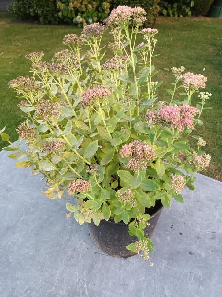 Sedum Herbstfreude, Tuin en Terras, Planten | Tuinplanten, Ophalen