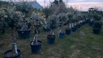 Olijfbomen olea europaea!, Tuin en Terras, Planten | Fruitbomen, Ophalen of Verzenden
