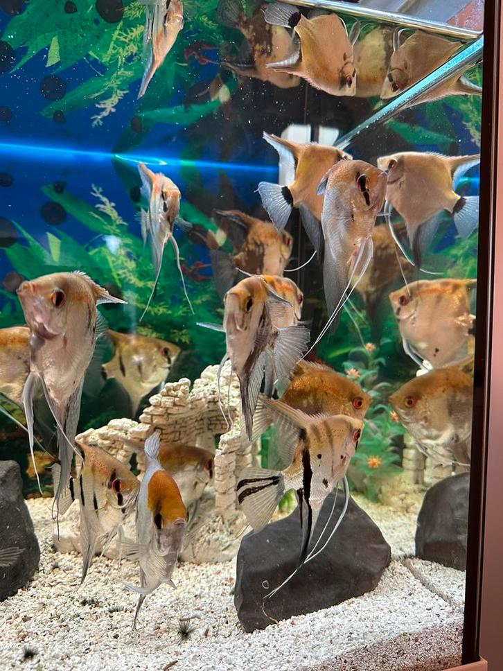 Scalare/maanvis, Dieren en Toebehoren, Vissen | Aquariumvissen, Vis