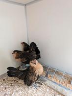 Antwerpse baardkrielen, Dieren en Toebehoren, Pluimvee