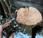 Draaihout, fruithout (?), Ophalen, Overige typen, Nieuw, 50 mm of meer