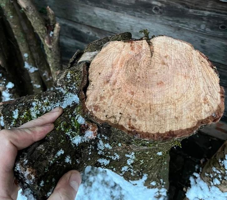 Draaihout, fruithout (?), Bricolage & Construction, Bois & Planches, Neuf, Autres types, Autres essences de bois, Moins de 200 cm