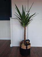 Kamerplant Yucca, Enlèvement, Yucca, 100 à 150 cm