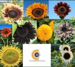 Meer dan 80 soorten zonnebloemen bij de Zonnebloemenshop, Tuin en Terras, Bloembollen en Zaden, Voorjaar, Zaad, Verzenden, Volle zon