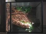 Terrarium met langstaarthagedis., Dieren en Toebehoren, Hagedis, Met terrarium, 0 tot 2 jaar