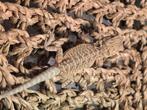 Baardagaam, Dieren en Toebehoren, Reptielen en Amfibieën, Amfibie, 0 tot 2 jaar