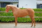 Prachtige PRE D-pony merrie, Dieren en Toebehoren, Pony's, Merrie, Dressuurpony, Zadelmak, 3 tot 6 jaar