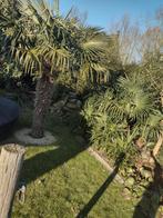 Winterharde palmbomen, Tuin en Terras, Planten | Bomen, Ophalen