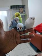 Perruche ondulée, Perruche, Domestique