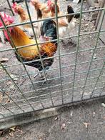 Prachtige jonge kweek haan, Dieren en Toebehoren, Pluimvee