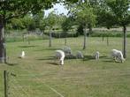 Geitjes te koop, 3 x bokje, 1 x betje, Dieren en Toebehoren, Schapen, Geiten en Varkens, Meerdere dieren, Geit, 0 tot 2 jaar