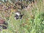 Criel kuikens gratis, Dieren en Toebehoren, Tam