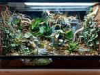 Ingerichte terrarium, Enlèvement, Utilisé, Terrarium ou Paludarium