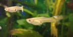 Guppy vrouwtjes, Vis, Zoetwatervis