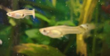 Guppy vrouwtjes  beschikbaar voor biedingen