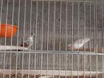 Koppel bonte diamantduiven, Dieren en Toebehoren