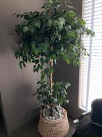 Grote kunstplant, Huis en Inrichting, Woonaccessoires | Kunstplanten en Kunstbloemen, Ophalen of Verzenden, Zo goed als nieuw