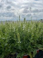 Salvia nemorosa white, Tuin en Terras, Ophalen