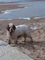 Meet and greet met CLUMBER SPANIELS., Ophalen