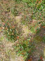 Photinia fraseri 'Le Petit Robin Rouge', Enlèvement