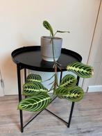 Maranta Lemon Lime, Ophalen, Overige soorten, Halfschaduw, In pot