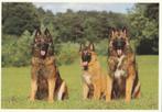TERVUURSE  HERDERSHONDEN, Verzenden, Ongelopen, Hond of Kat