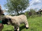 te koop of te ruil een Walliser Schwarznase, Dieren en Toebehoren, Schapen, Geiten en Varkens, Mannelijk, Schaap, 0 tot 2 jaar