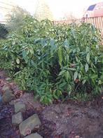 Akuba japonica à vendre, Jardin & Terrasse, Plantes | Arbustes & Haies, Enlèvement