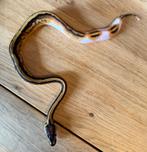 Dreamsickle project Python regius, Dieren en Toebehoren, Slang, 0 tot 2 jaar